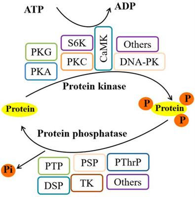 Protein modification regulated autophagy in Bombyx mori and Drosophila melanogaster
